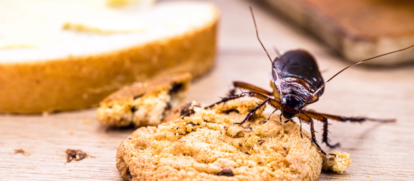 Cockroach on a chocolate chip cookie with bread slices in the background on a wooden surface.