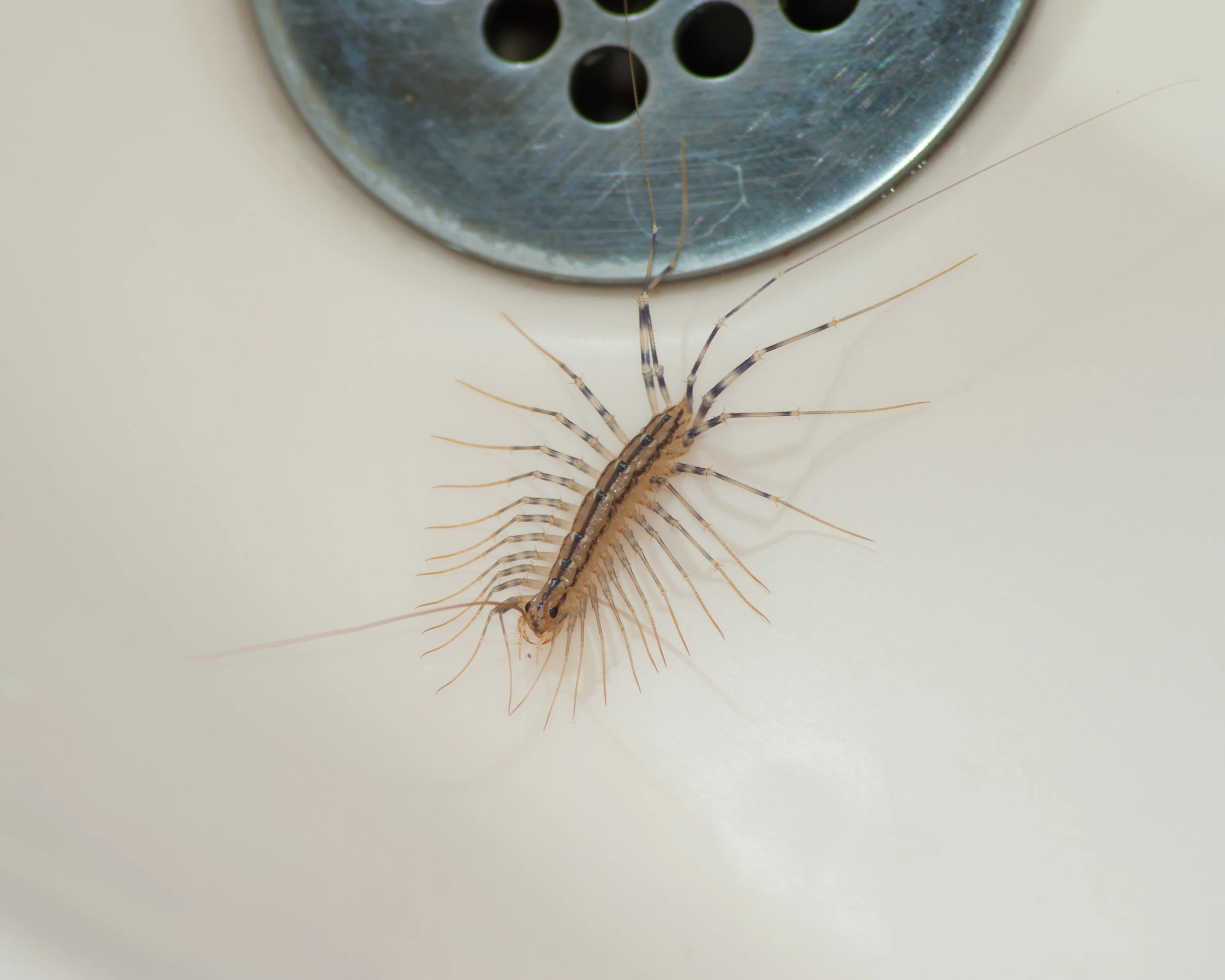 Close-up of a brown house centipede with long legs near a metal drain in a sink.