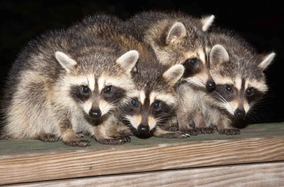 Four raccoons closely huddled together on a wooden surface against a dark background.
