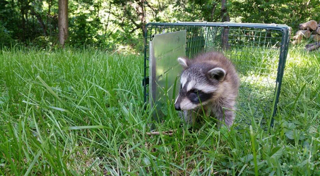 Young raccoon exiting a metal trap set in green grass in a wooded outdoor area.