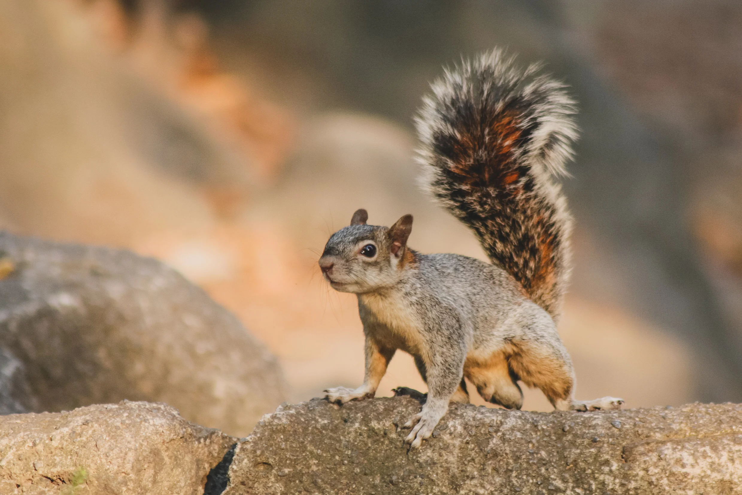 Gray squirrel with bushy tail standing on a stone surface with blurred natural background.