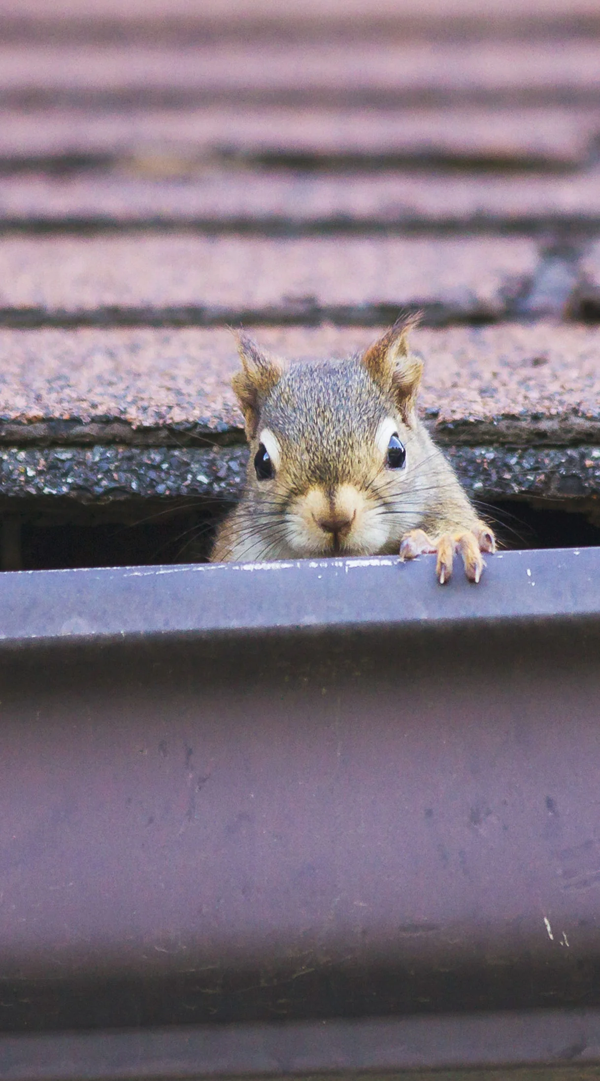 Close-up of a squirrel peeking over the edge of a rooftop gutter with its paw gripping the edge.