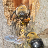 Close-up of two carpenter bees on tree bark, one facing the camera and the other flying nearby.