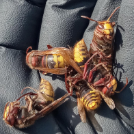 Several European hornets with reddish-brown heads and yellow striped abdomens resting on a black glove.