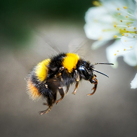 Close-up of a bumblebee with black, yellow, and orange stripes approaching a white flower.