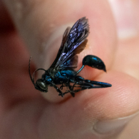 Close-up of a glossy black mud dauber wasp resting on a person's fingertip.