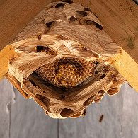 Close-up of a European hornet nest attached to a wooden structure with visible hornets on and around the nest.