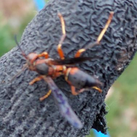 Close-up of a paper wasp with orange legs and dark body resting on a textured black glove.
