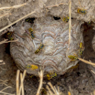 Close-up of a yellow jacket nest attached to soil with several yellow jackets on and around it.