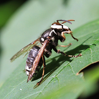 Close-up of a black and white bald-faced hornet perched on a green leaf.