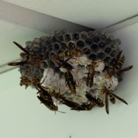 Paper wasps building and tending a nest under a corner surface.