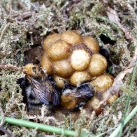Close-up of a bumblebee nest with several bees clustered around honeycomb-like brood cells in moss.