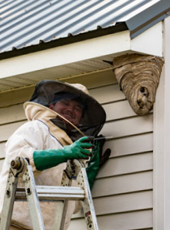 Exterminator in protective gear on ladder approaching a large hornet nest under house eaves.