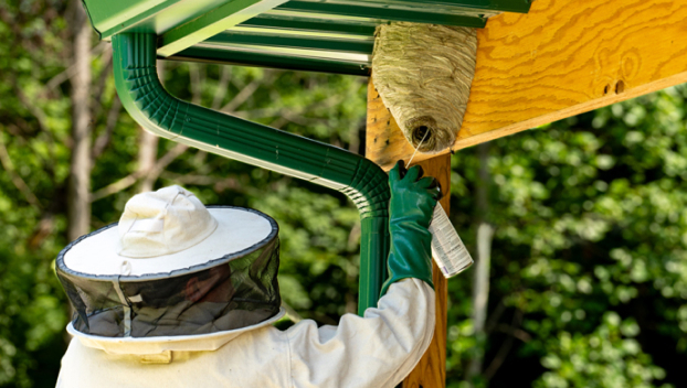 Person in protective gear spraying insecticide on a large wasp nest under a green roof gutter.