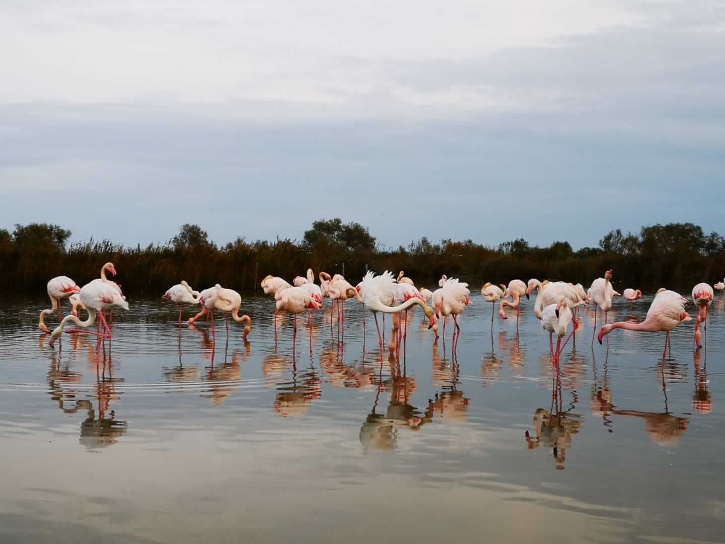 __wf_reserved_inherit