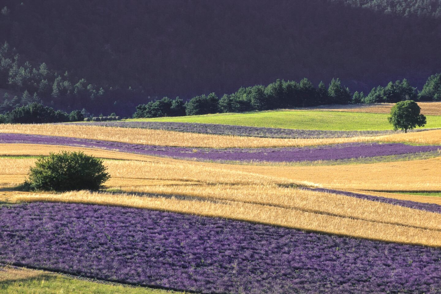 __wf_reserved_inherit