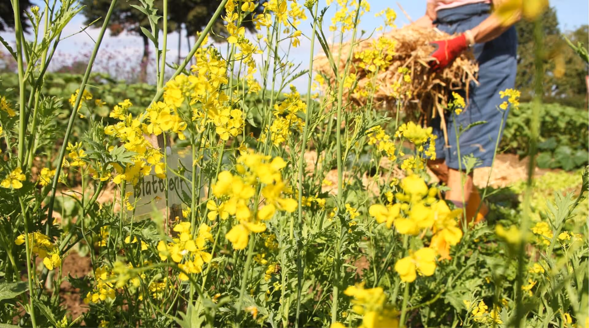 Person in blue shorts holding a bundle of straw behind blooming yellow mustard flowers in a garden.
