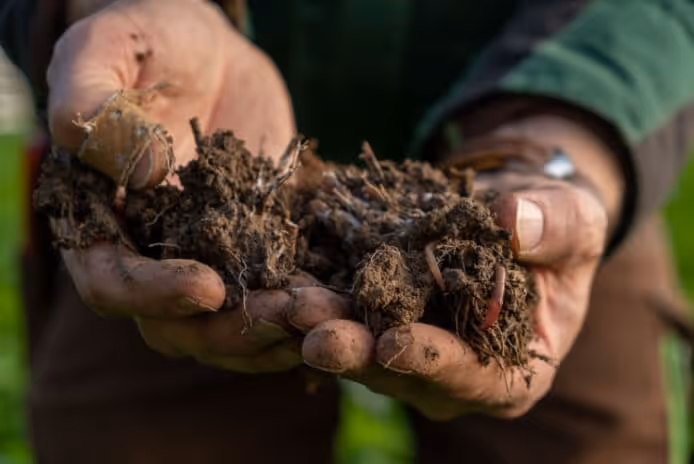 Hands holding rich soil with visible earthworms outdoors.