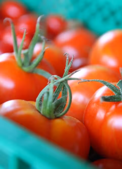 Close-up of ripe red tomatoes with green stems in a blue crate.