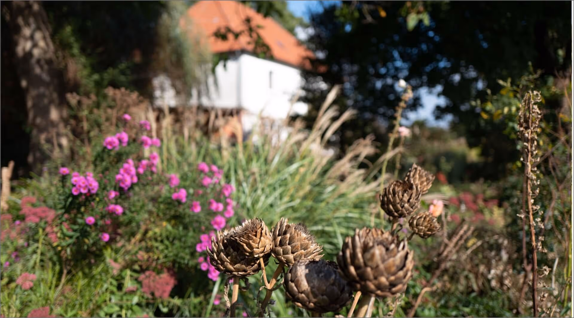 Dried brown flowers in front of green garden with vibrant pink blossoms and a white house with red roof.