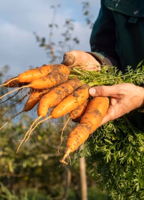 Person holding freshly harvested dirt-covered carrots with green tops in an outdoor garden.