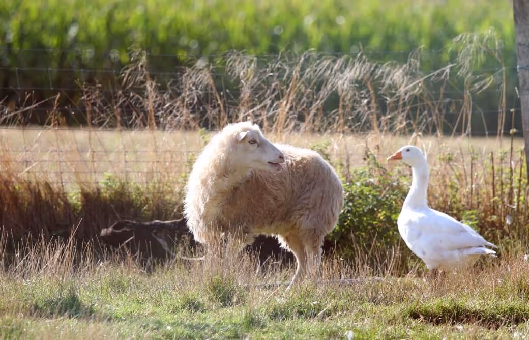 A fluffy sheep standing on grass looks toward a white goose in a sunny rural field.