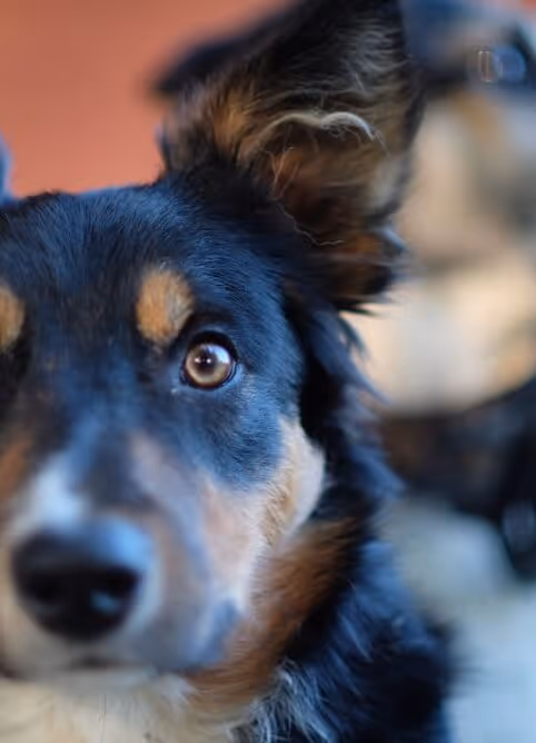 Close-up of a black, tan, and white dog with an attentive expression and one ear raised.