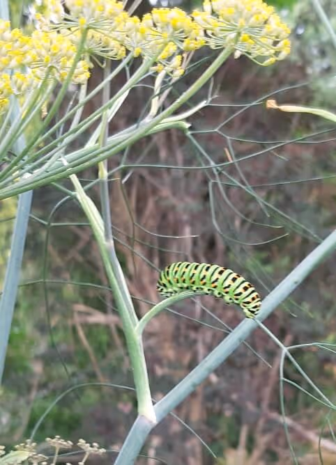 Green and black caterpillar with orange spots on a fennel plant stem near yellow flowers.