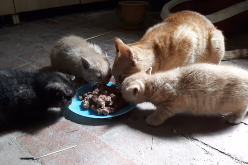 An adult orange cat and three kittens eating wet food together from a blue plate on a tiled floor.