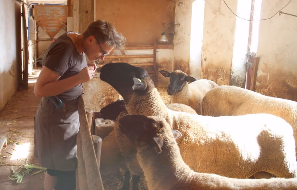Person leaning over fence interacting closely with several sheep inside a barn with sunlight streaming in.