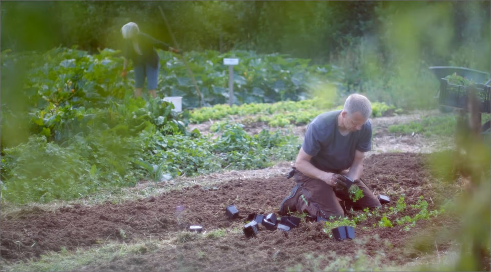 Man planting seedlings in soil while a woman tends to plants in the background of a garden.