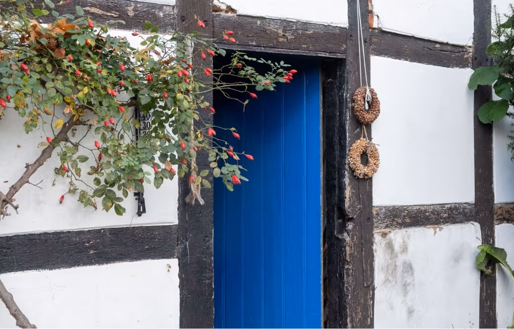 Blue door set in white wall with dark wood beams, surrounded by green leaves and red berries.