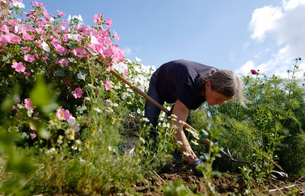 Person gardening, bending over soil with a hoe near pink and white flowers under a blue sky.
