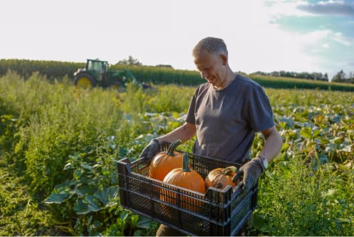 Man wearing gloves holding crate with three pumpkins in a field at sunset with tractor in background.