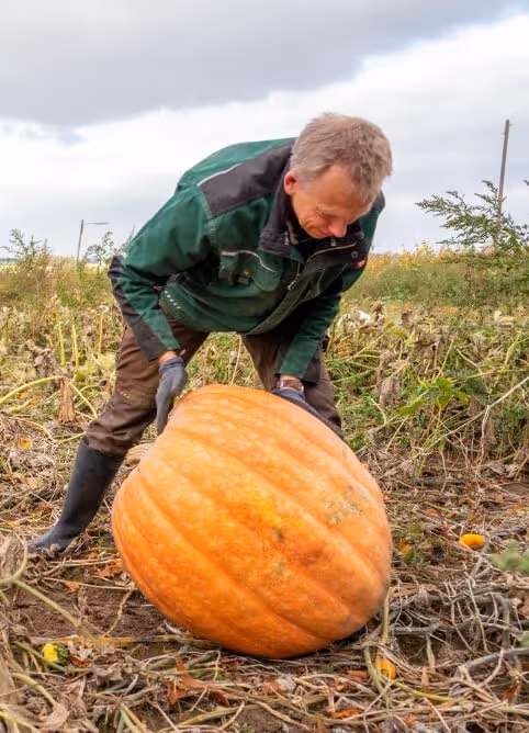 Man in green jacket bending to lift a large orange pumpkin in a field with dry plants.