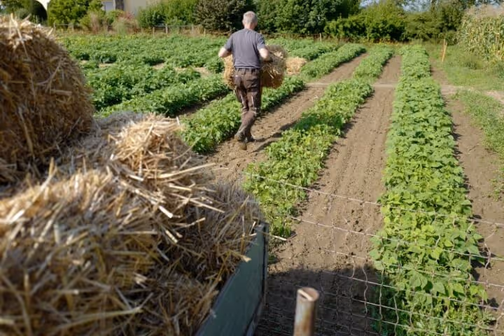Person carrying straw bales walking through rows of green plants in a garden or farm field.