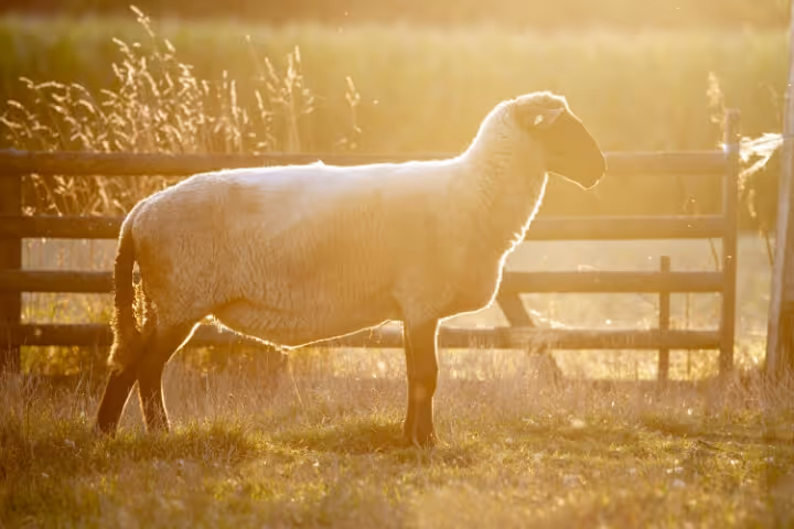 Sheep standing in a sunlit grassy area near a wooden fence in warm golden light.