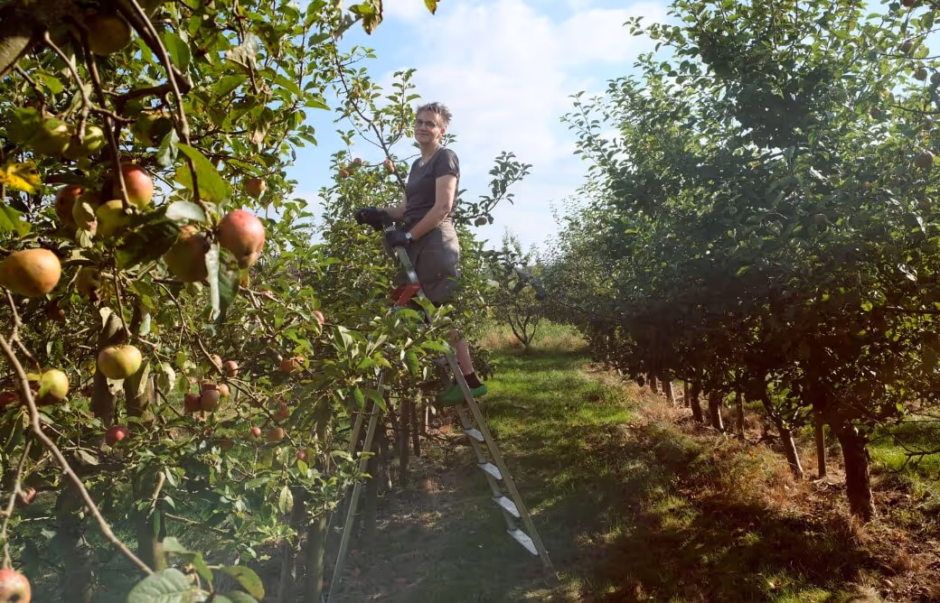 Person standing on ladder picking apples in an orchard with rows of apple trees under a blue sky.
