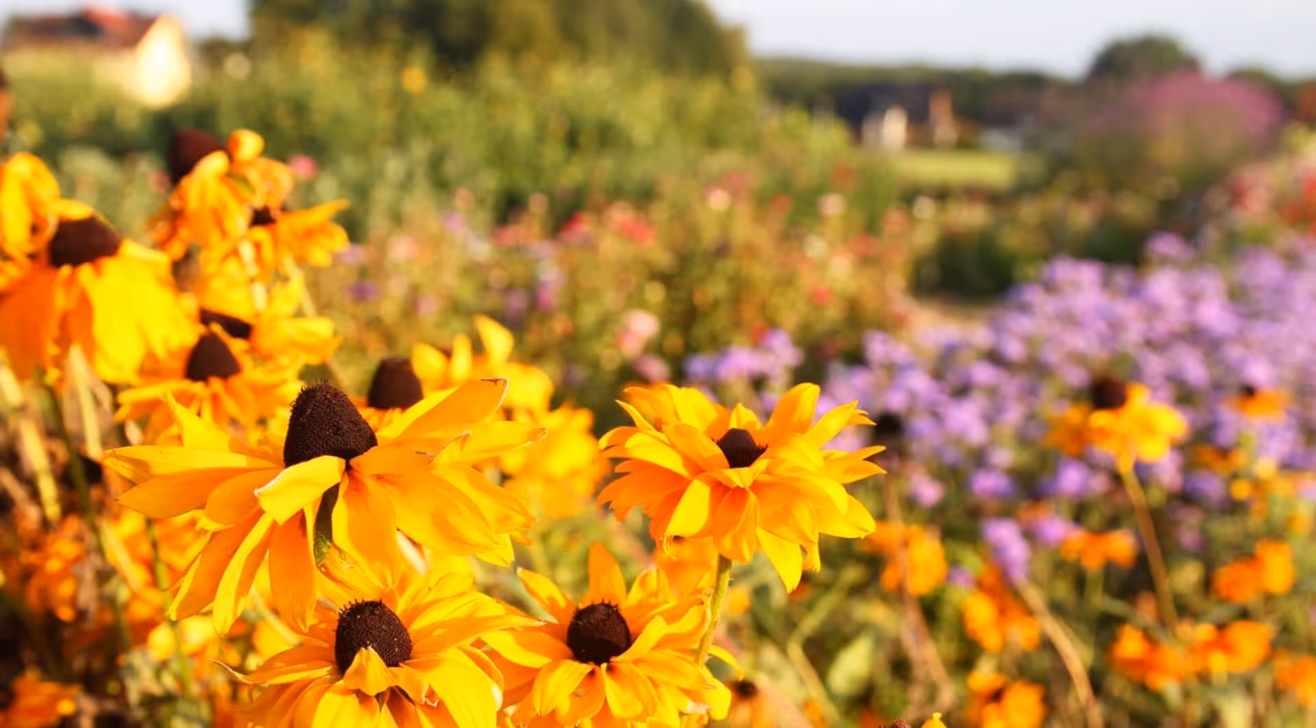 Yellow coneflowers in focus with blurred purple and orange flowers in the background.