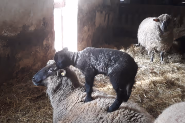 Black lamb standing on a light brown sheep lying on straw inside a dim barn.