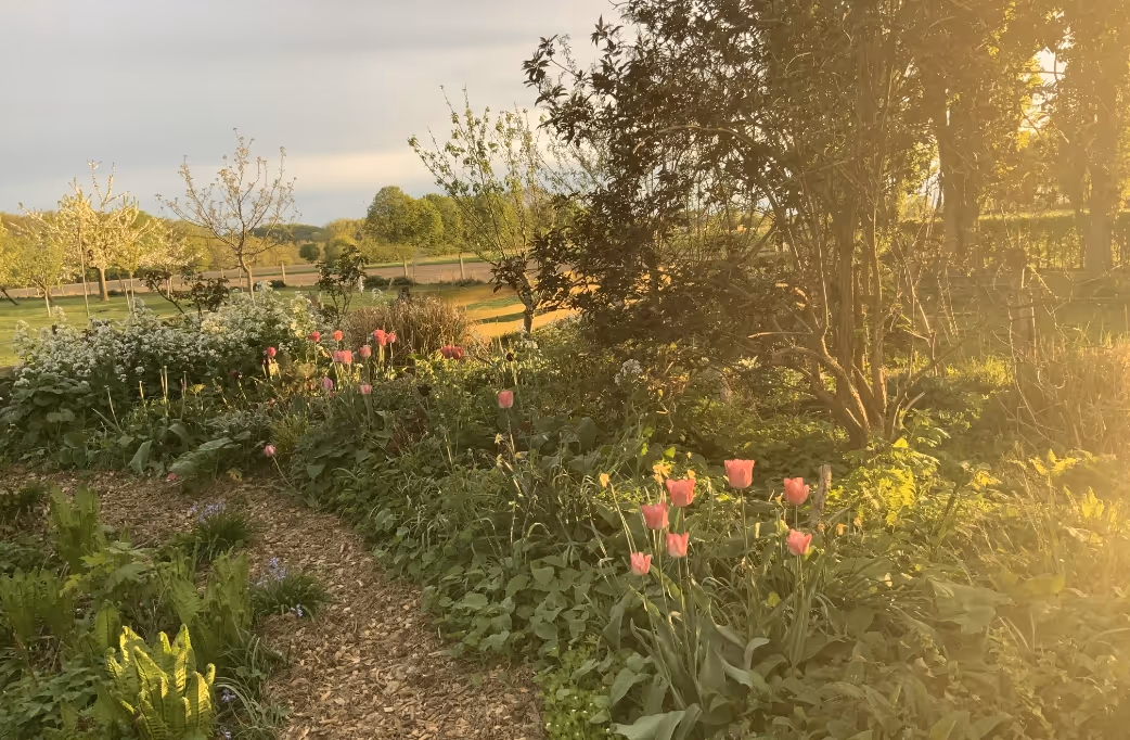 Garden path with blooming pink tulips and green foliage under soft sunlight in a natural landscape.