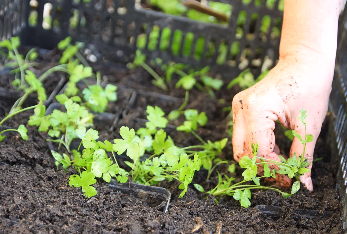 Hand planting small green seedlings in moist soil inside a black plastic tray.