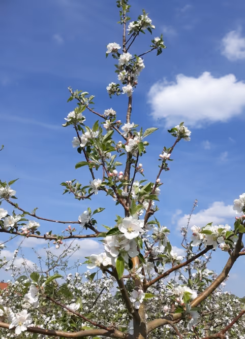Tree branches with white blossoms and green leaves under blue sky with scattered clouds.
