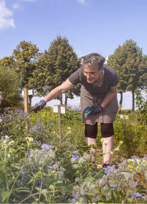 Person wearing gloves bends to tend to flowers in a garden with trees and clear sky.