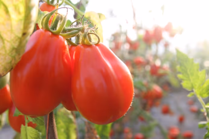 Two ripe red plum tomatoes hanging on a vine with sunlight and more tomatoes in the background.