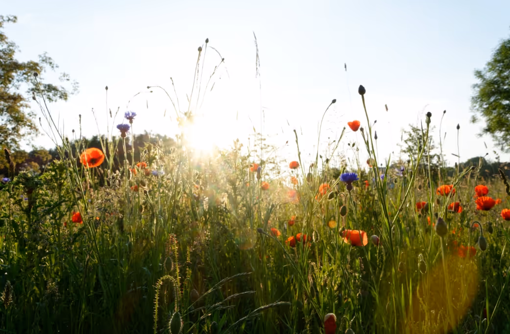 Sunlight shining through a field of wildflowers including red poppies and purple cornflowers.