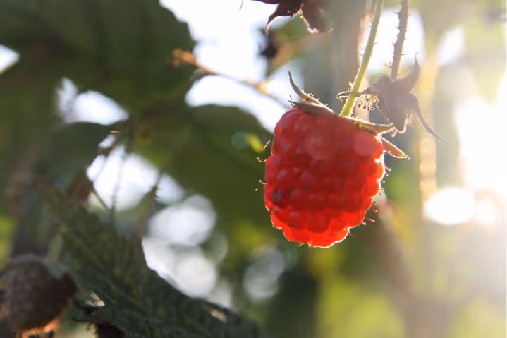 Close-up of a ripe red raspberry hanging from a bush with sunlight shining behind it.