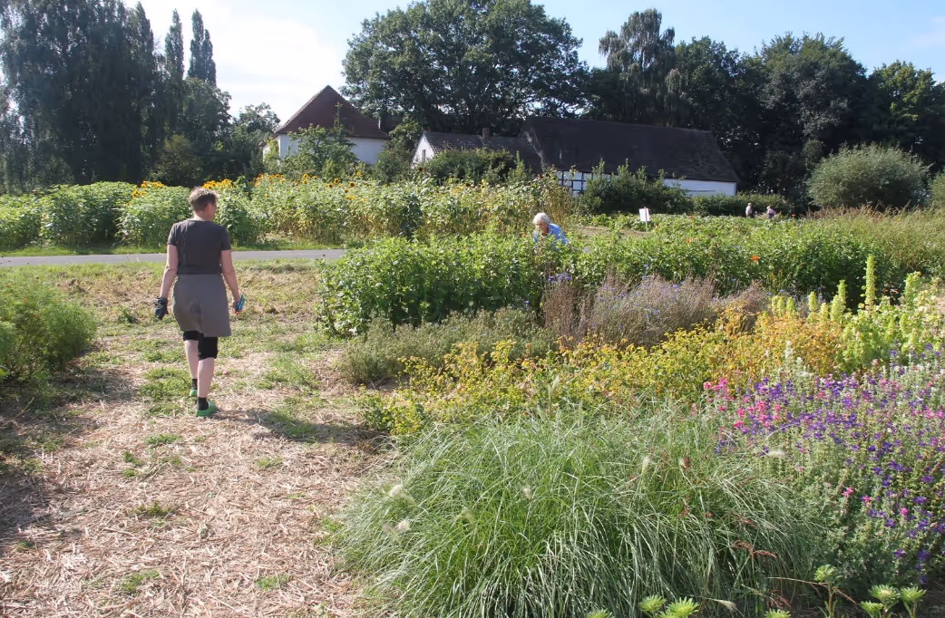 Person walking on a path through a colorful garden with houses and trees in the background.