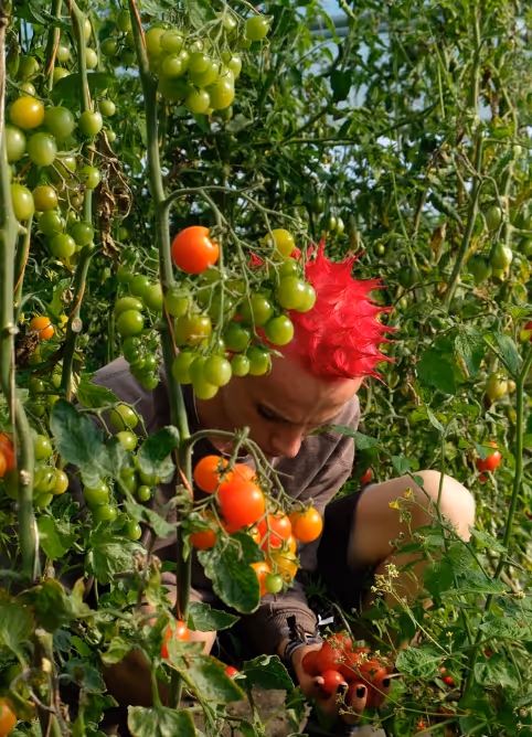 Person with bright red spiked hair picking ripe cherry tomatoes in a garden.