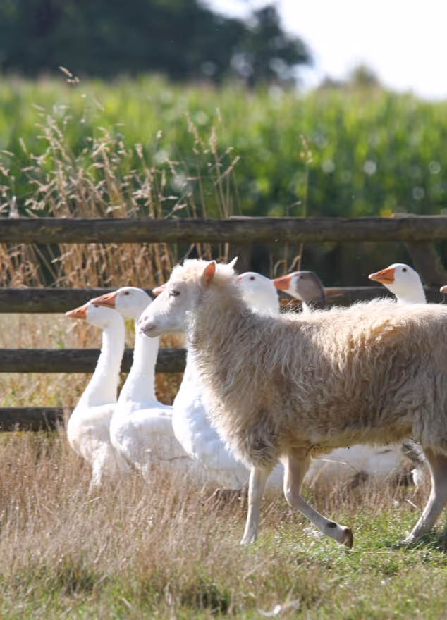 Sheep walking past a group of white geese near a wooden fence in a grassy field.